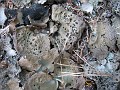 Elwell Trail NH 2010 130